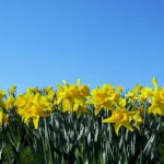 Eternal Sunshine: Celebrating March Birthdays with The Daffodil