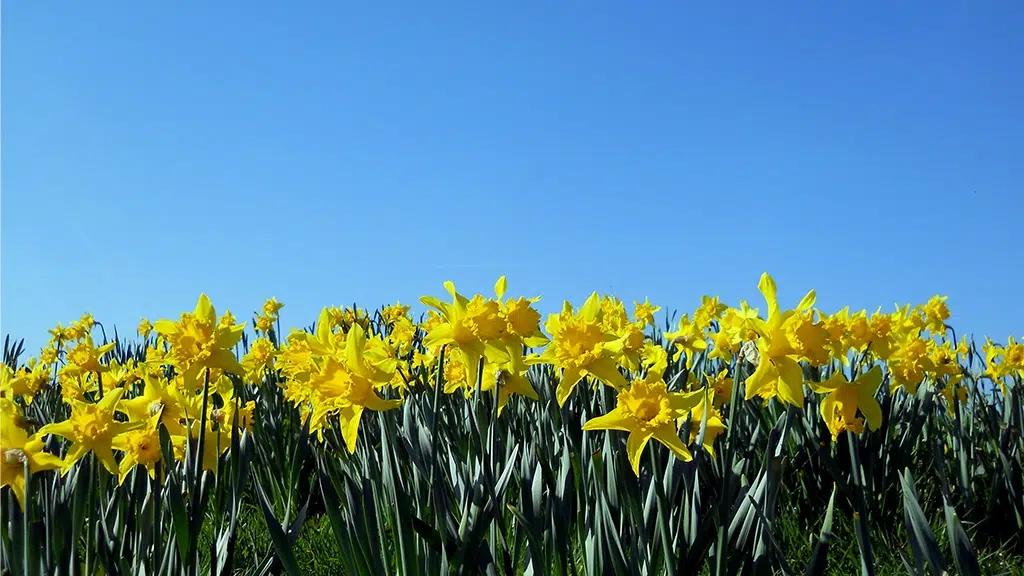 Eternal Sunshine: Celebrate Birthday with Daffodil Flowers