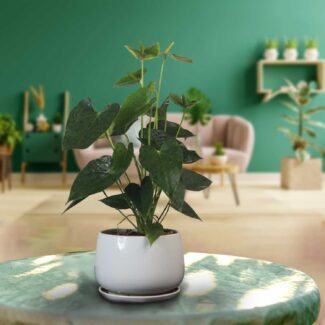 Green Anthurium In A Ceramic White Pot